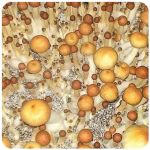 Псилоцибиновые (галлюциногенные) грибы в Копейске Psilocybin "Golden Teacher" Псилоцибиновые (галлюциногенные) грибы в Копейске Psilocybin "Golden Teacher"