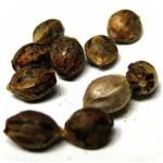 Семена марихуаны АК-47 (Seeds AK-47) в Копейске Семена марихуаны АК-47 (Seeds AK-47) в Копейске